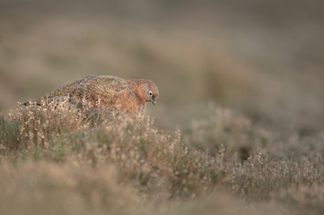 Red Grouse Hen