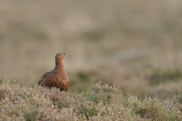 Female Red Grouse