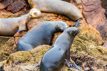 South American Sea lions relaxing on rocks of Ballestas