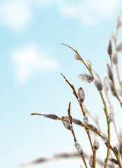 spring pussy-willow branches on blue sky background