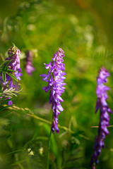 Fototapeta premium liliac flowers