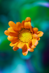 yellow calendula flower