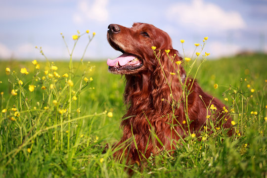 Red irish setter dog