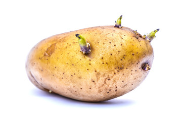 Germinate potato on white background