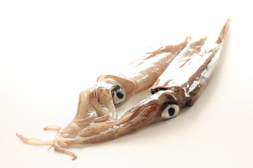 freshness squid from Japan