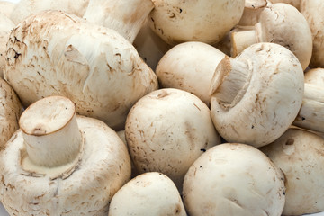 Champignon mushrooms