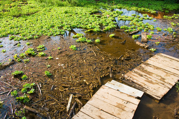 Boardwalk through dense vegetation