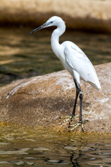 Cute little egret