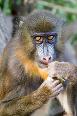 Mandrill