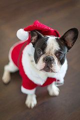 French bulldog dressed up in santa costume for Christmas