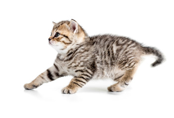 4 week kitten hanging back or receding isolated on white