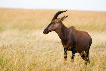 Topi (damaliscus korrigum)