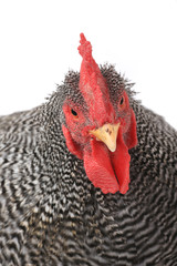 portrait rooster