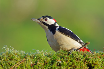 Great woodpecker green background