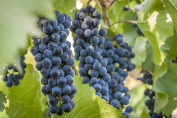 purple red grapes with green leaves on the vine. fresh fruits