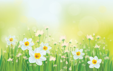 Fototapeta na wymiar Vector daffodil flowers on sky background.