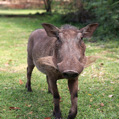 Fototapeta premium Warzenschweine in Zimbabwe