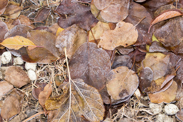 leaves in the snow outdoors