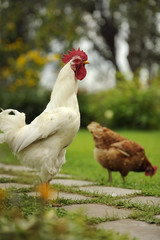 White Cock and Hen