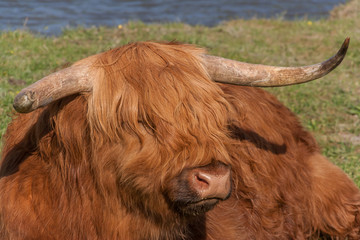 Close up of a highland cow