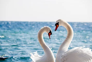 Badkamer foto achterwand Swan couple © Gennadiy Iotkovskiy