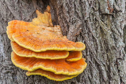 Sulfur fungus on a tree