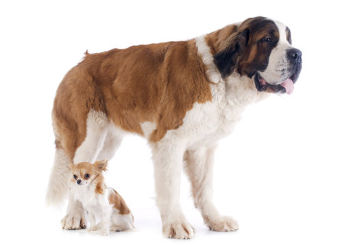 Saint Bernard and chihuahua