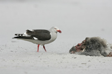 Dolphin gull, Larus scoresbii,