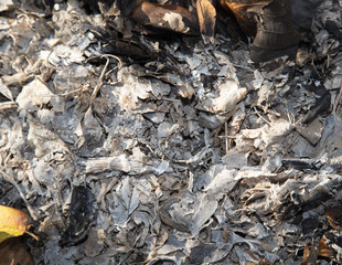 ash from the burning of leaves