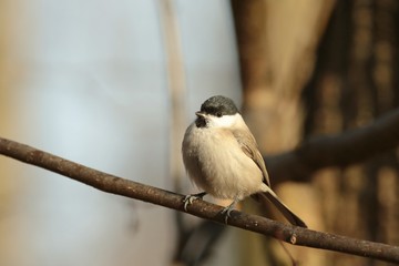 Marsh Tit - Parus palustris heated in the sun after a cold night