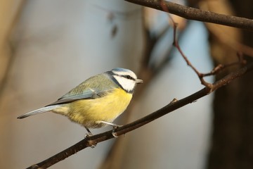 Blue tit - Parus caeruleus walking along a branch