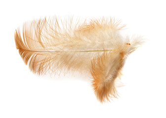 Single feather isolated on white background