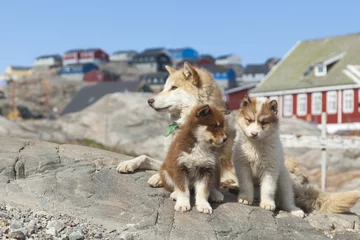 Abwaschbare Fototapete Nördlicher Polarkreis Hunde in Uummannaq