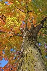 Obraz premium Colorful Maple Tree