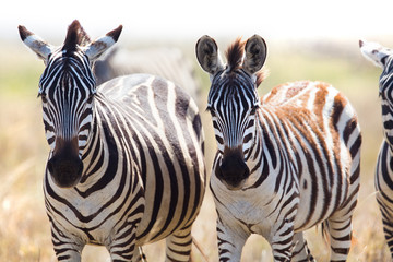 Fototapeta na wymiar Dwie zebry w Tanzanii