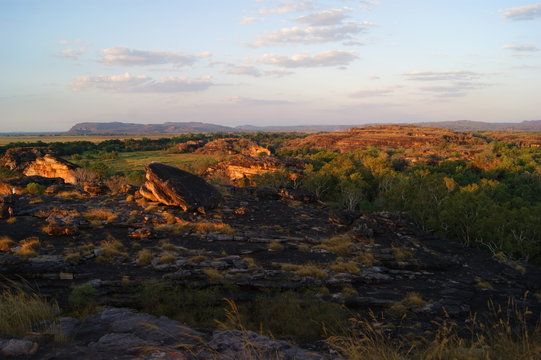kakadu