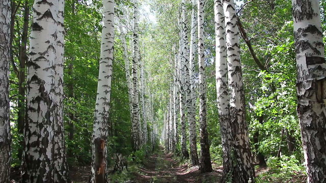 summer birch woods alley in Russia
