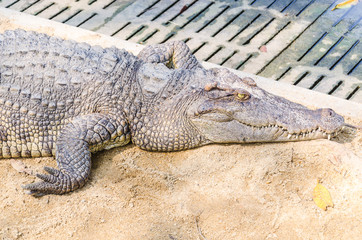 Crocodile