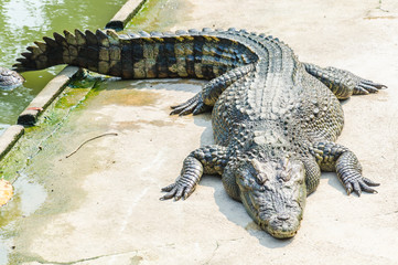 Crocodile