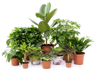 Beautiful flowers in pots isolated on white