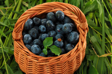 Blueberries in wooden basket on grass