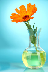 Flower in test-tube on light blue background