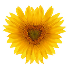 Sunflower flower in the shape of heart