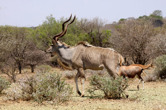 Large Kudu Bull Walking