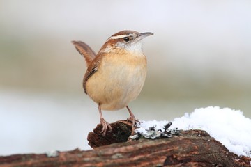 Fototapeta premium Carolina Wren in Winter