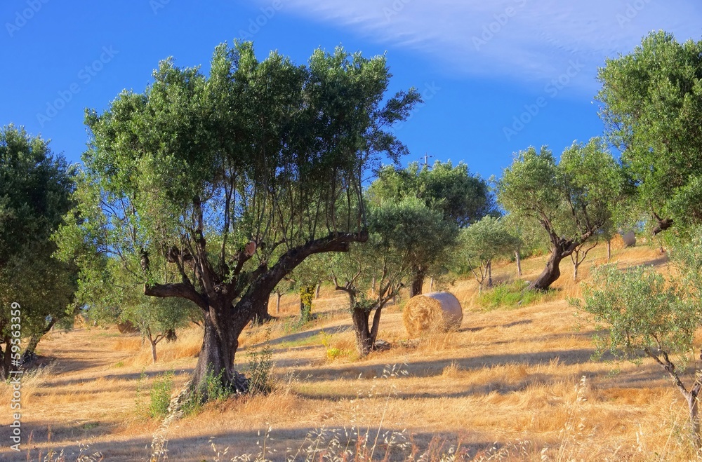 Sticker Olivenhain in Kalabrien - olive grove in Calabria 04