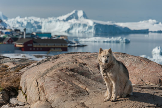 Sled Dog in Ilulissat, Greenland