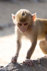 Baby rhesus macaque