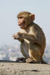 Naklejka premium Baby rhesus macaque looking surprised