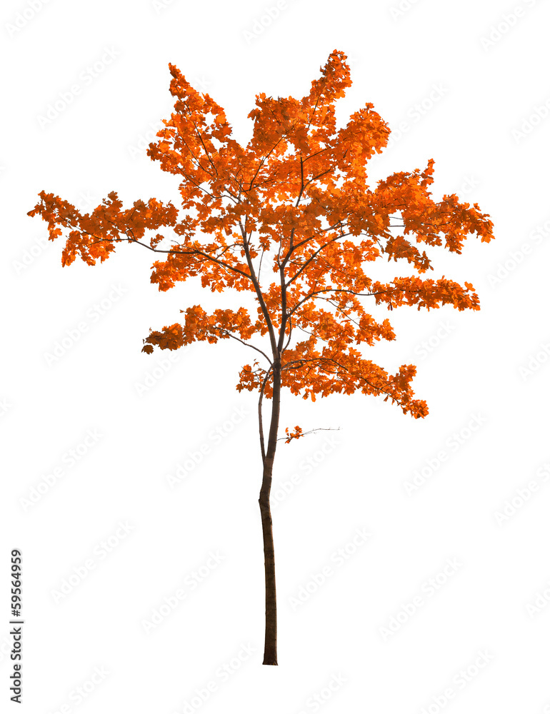 Canvas Prints small red isolated maple